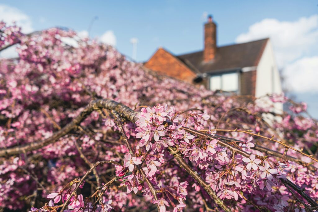 beautiful house on Vancouver Island by full bloom cherry blossom