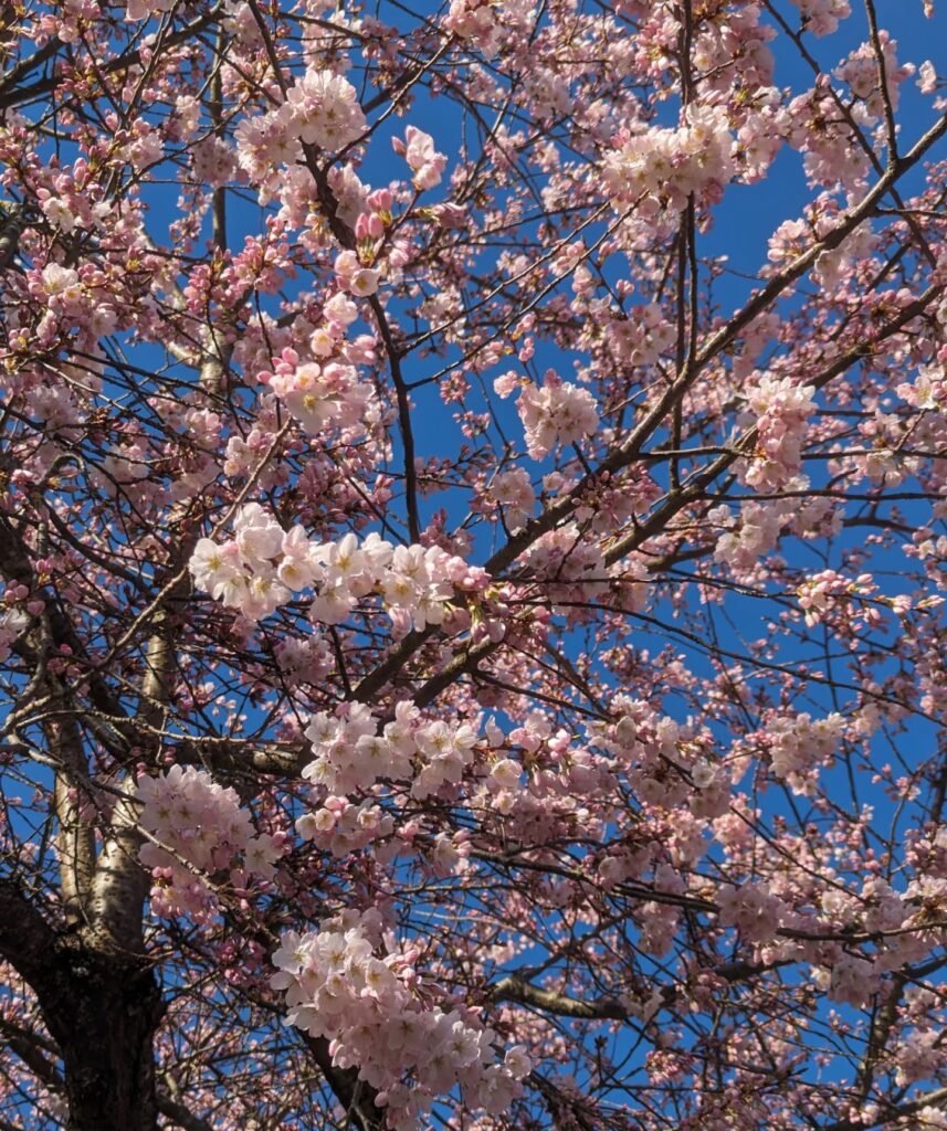 Cherry Blossom Vancouver Island3