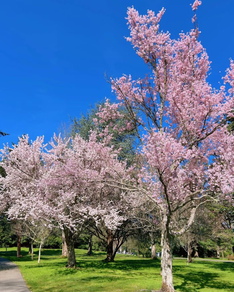 Cherry Blossom Vancouver Island4